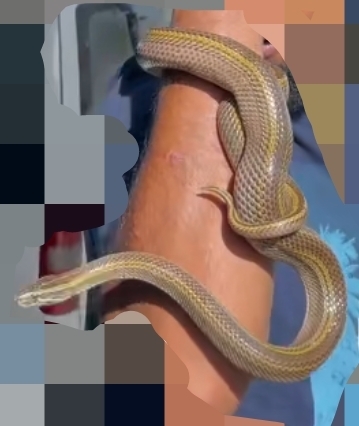 Striped Ethiopian Snake