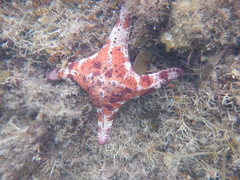 Anthaster valvulatus