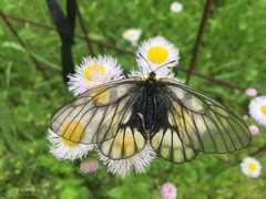 Parnassius glacialis