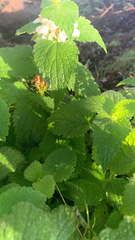 Lamium album