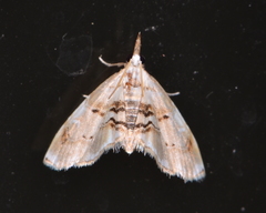 Trichophysetis cretacea