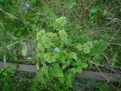 Hylotelephium maximum maximum