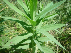 Euphorbia salicifolia