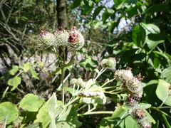 Arctium × ambiguum