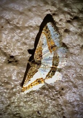 Ligdia pectinicornis