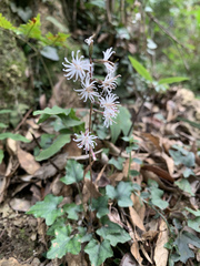 Ainsliaea macroclinidioides secundiflora