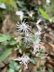 Ainsliaea macroclinidioides secundiflora