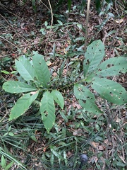 Dysoxylum hongkongense