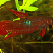Red Wine Betta - Photo (c) Parostoteles, some rights reserved (CC BY-SA)