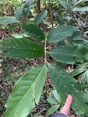 Dysoxylum hongkongense