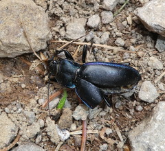 Carabus germarii