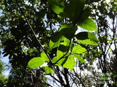 Mussaenda parviflora