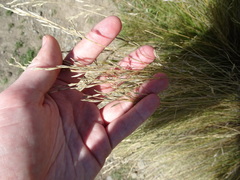 Festuca novae-zelandiae