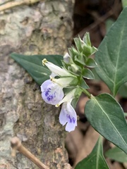 Rungia taiwanensis