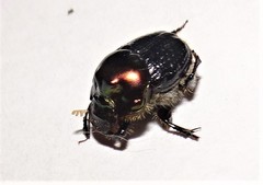 Onthophagus dandalu