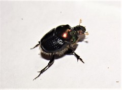 Onthophagus dandalu