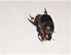 Onthophagus dandalu