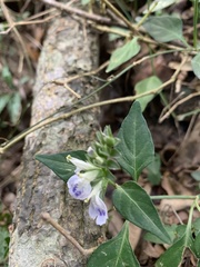 Rungia taiwanensis