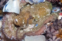 Octopus vulgaris