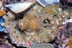 Octopus vulgaris