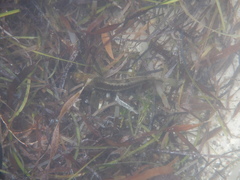 Notolabrus parilus