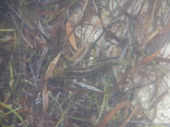 Notolabrus parilus