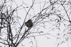 Coccothraustes coccothraustes