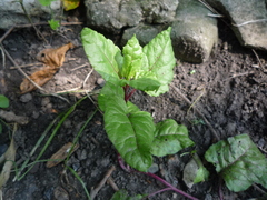 Beta vulgaris vulgaris