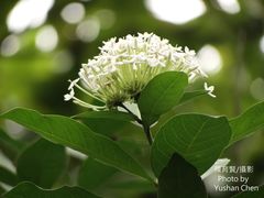 Ixora parviflora