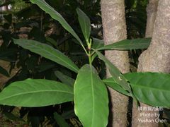 Ixora parviflora
