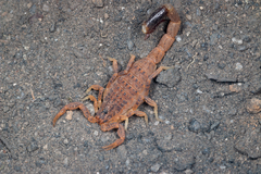 Isometroides angusticaudus