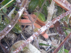 Pseudonepanthia troughtoni