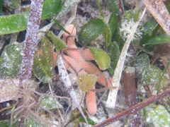 Pseudonepanthia troughtoni