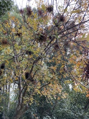 Pistacia terebinthus