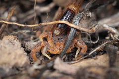 Isometroides angusticaudus