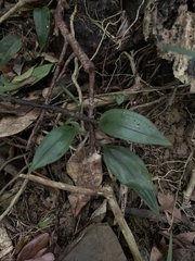 Eucosia longirostrata