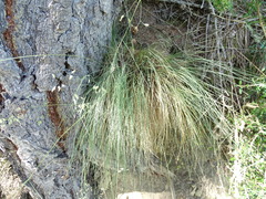 Poa pusilla