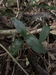 Eucosia longirostrata