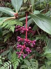 Medinilla formosana