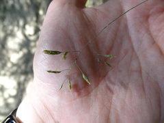 Poa pusilla