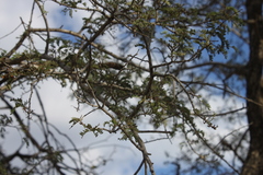 Archidendropsis basaltica