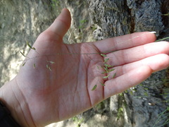 Poa pusilla