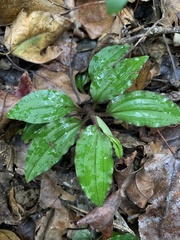 Crepidium roohutuensis