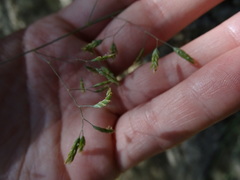 Poa pusilla