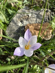 Crocus laevigatus