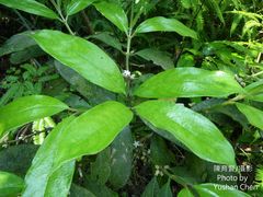 Lasianthus chinensis
