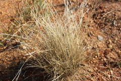 Aristida contorta