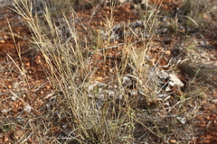 Aristida holathera