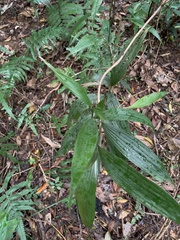 Tropidia curculigoides