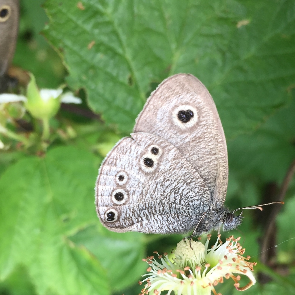 Common Five-ring Butterfly